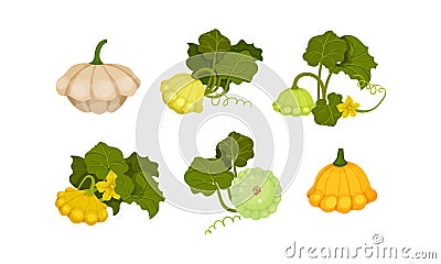 Ripe Bush Pumpkin or Custard Squash with Green Leaves Vector Set Vector Illustration