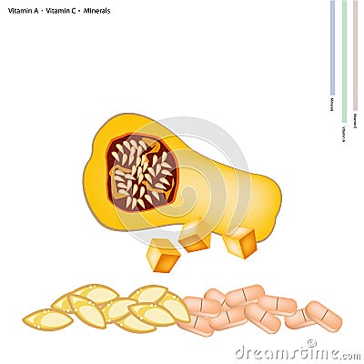 Ripe Butternut Squash with Vitamin A, C and Minerals Vector Illustration