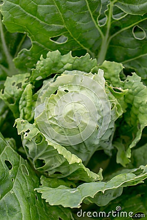 Ripe cabbage grows on the bed Stock Photo