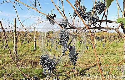 Ripe Cabernet grapes still on the the autumn vineyards Stock Photo
