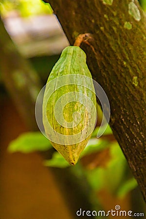 ripe cacao pod hanging on the tree in cacoa plantation Stock Photo