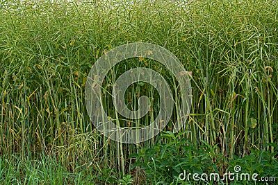 Ripe Canola Field, Green Rapeseed Pods, Mustard Plant Harvest, Oil Plants Farm, Rapeseed Pods Closeup Stock Photo