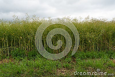 Ripe Canola Field, Green Rapeseed Pods, Mustard Plant Harvest, Oil Plants Farm, Rapeseed Pods Closeup Stock Photo