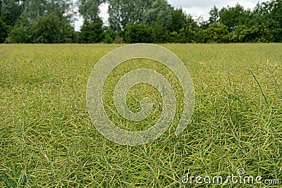 Ripe Canola Field, Green Rapeseed Pods, Mustard Plant Harvest, Oil Plants Farm, Rapeseed Pods Closeup Stock Photo