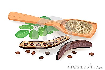 Ripe Carob husk, branch with sweet pods, leaves, powder in wooden spoon. illustration Cartoon Illustration