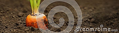 Ripe carrot growing on field, space for text. Banner design Stock Photo