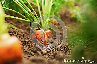 Ripe carrots growing in soil. Organic farming Stock Photo