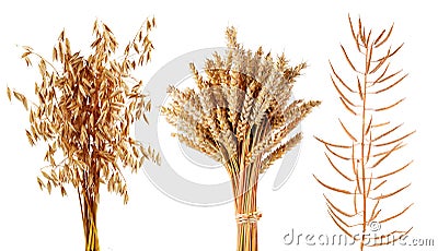 Ripe cereals plants oats,wheat and canola isolated on a white background. Stock Photo