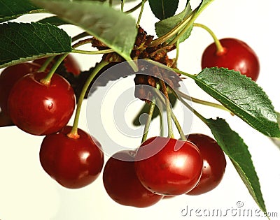 Ripe cherries Branch Stock Photo