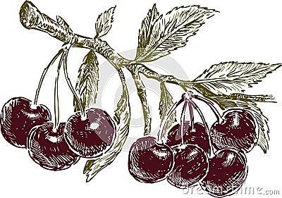 Ripe cherries on a branch Vector Illustration