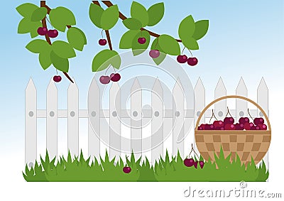 Ripe cherries in the garden Vector Illustration