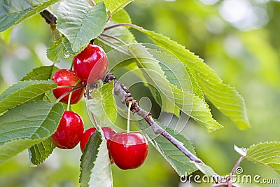 Ripe cherries on a tree Stock Photo