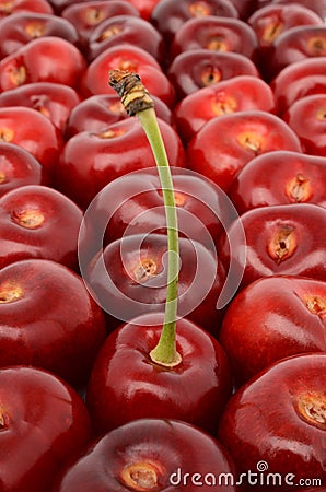 Ripe cherry closeup Stock Photo