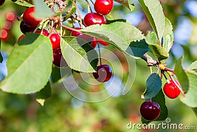 Cherries in the orchard Stock Photo