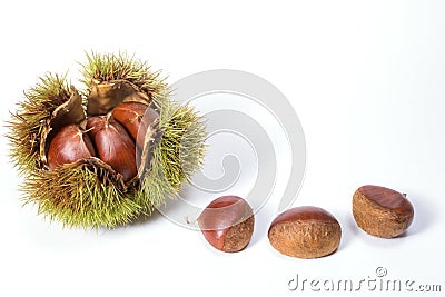 Ripe chestnut burr Stock Photo