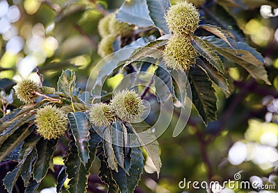 Ripe chestnuts hang on the branches of the chestnut tree. Stock Photo