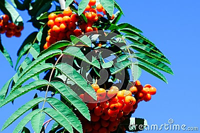 Ripe clusters of Rowan, green branches on the background of the sky Stock Photo