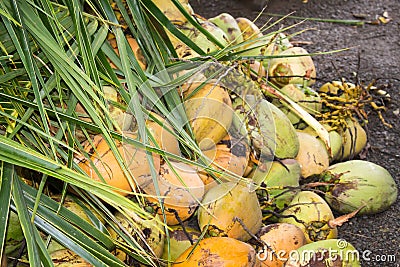 Ripe Coconuts and Palm Leaves Stock Photo