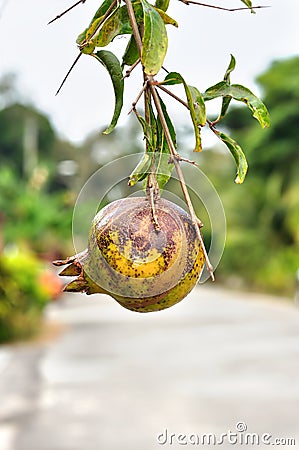 Ripe Colorful Pomegranate Fruit Stock Photo