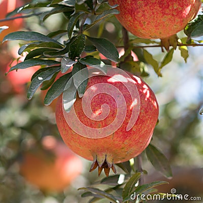 Ripe Colorful Pomegranate Fruit on Tree Branch. Red pomegranate Stock Photo