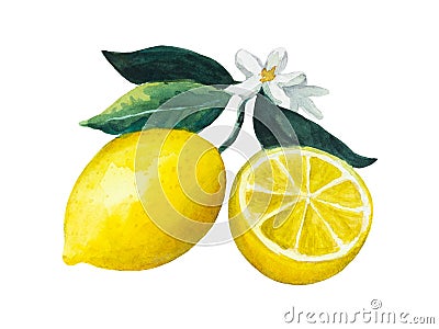 Ripe colorful vibrant lemon fruit with leaves and flowers. Watercolor painted illustration. Cartoon Illustration