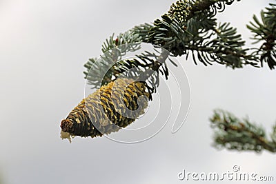 an almost ripe cone of a conifer with drops of resin Stock Photo