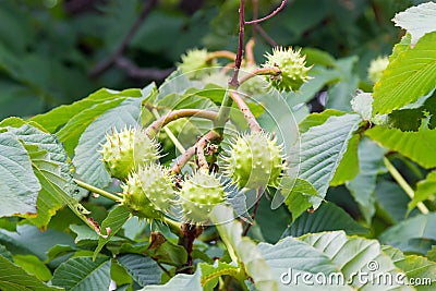 Ripe conkers on a horse chestnut tree Stock Photo