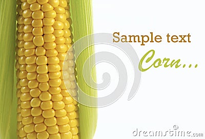 Ripe corn Stock Photo