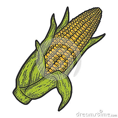 Ripe corn cob with leaves ear of corn hand. Color sketch scratch board imitation. Cartoon Illustration