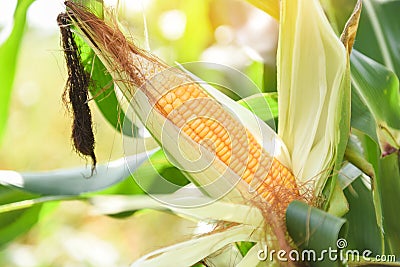Ripe corn cob on tree wait for harvest in corn field agriculture - Fresh corn on the cob stalk in field Stock Photo