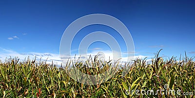 Ripe corn field under sky Stock Photo