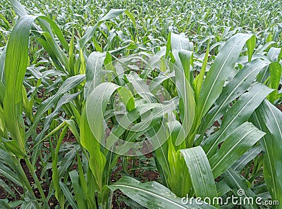 Ripe corn green field, farm landscape. Young corn plant. Stock Photo