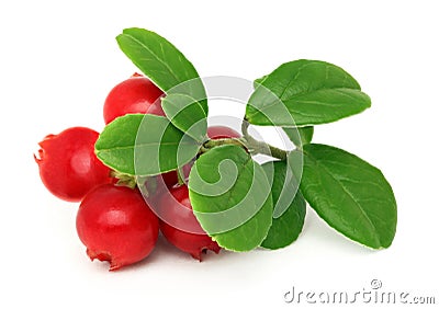 Ripe cowberry with green leaves isolated Stock Photo