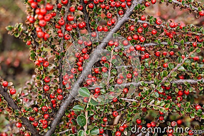 Ripe red cotoneaster berries at the brunch with green leaves Stock Photo