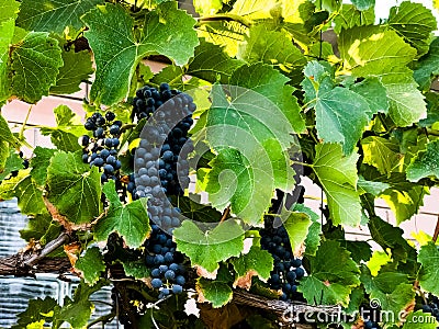Ripe dark wine grapes grow on the bushes. Bunches of wine grapes are ready for harvest Stock Photo
