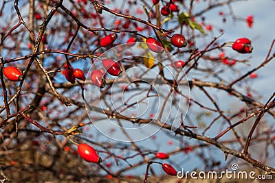 Ripe dogrose berries in fall Stock Photo