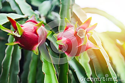 Ripe dragon fruit fresh growing on a dragon fruit tree plantation background - pitaya on summer Stock Photo