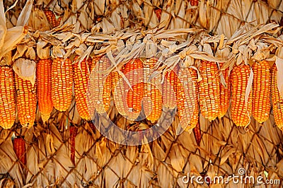 Ripe dried corn cobs Stock Photo