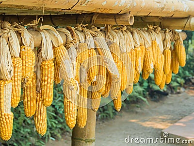Ripe Dried Corn Cobs Hanging Stock Photo