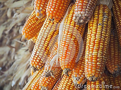 Ripe dried corn cobs hanging outside a barn Stock Photo