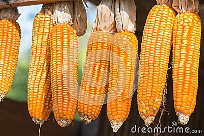 Ripe dried corn cobs hanging on the wooden. Stock Photo