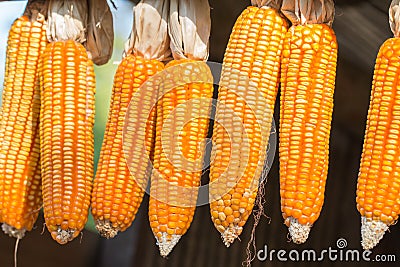 Ripe dried corn cobs hanging on the wooden. Stock Photo