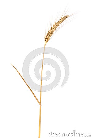 Ripe dried spikelet of barley isolated on a white background Stock Photo