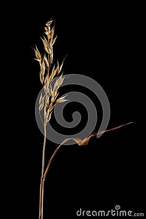 Ripe dried spikelet of oats isolated on black Stock Photo