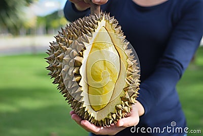 A ripe durian in the Fruit farmers hands Stock Photo