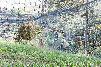 Ripe durian landed on safety net to cushion fall impact Stock Photo