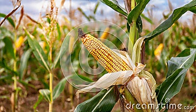 Ripe ear of golden corn growing in plantation field. Natural farm product Stock Photo