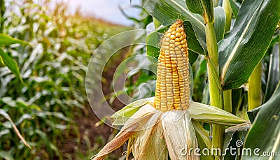 Ripe ear of golden corn growing in plantation field. Natural farm product Stock Photo