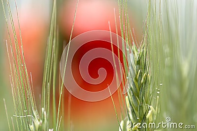 Ripe ears of rye on the background of red poppies Stock Photo