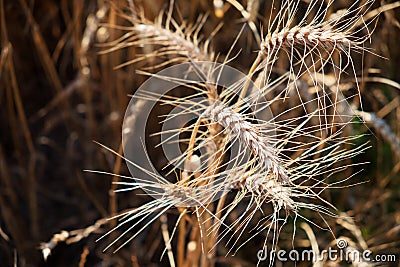 Ripe ears of rye close-up. Grain agricultural plants. Grain harvest Stock Photo